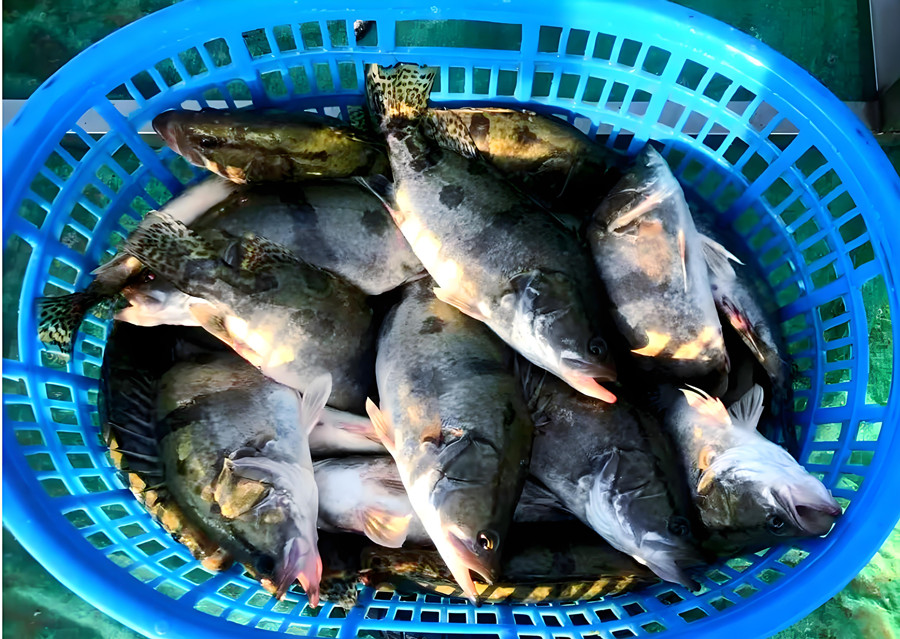 刚从池塘打捞出来的一筐鳜鱼